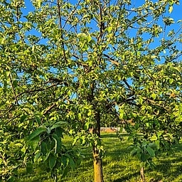 Reinette d'hiver CP #1