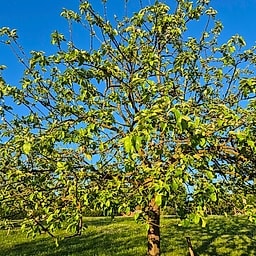 Reinette d'hiver CP #2