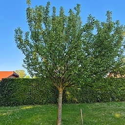 Pommier Croison de Boussy CE1