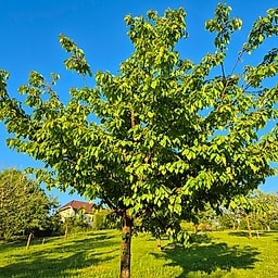 Plus précoce de la marche CM2