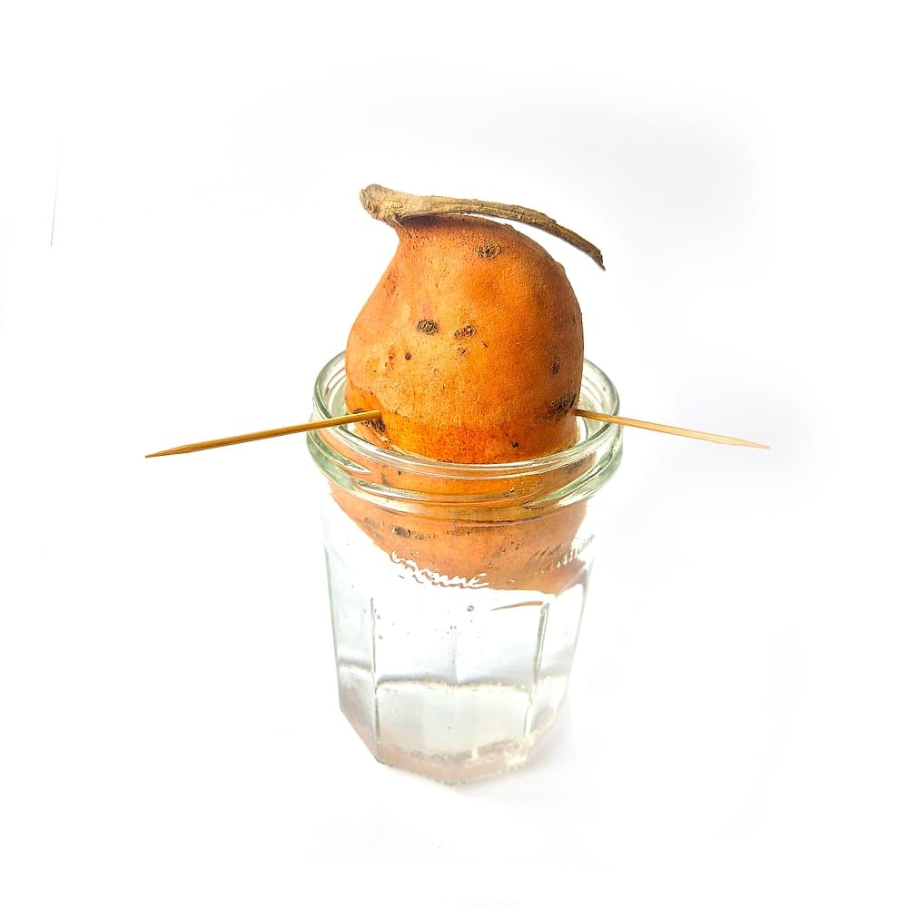 Patate douce