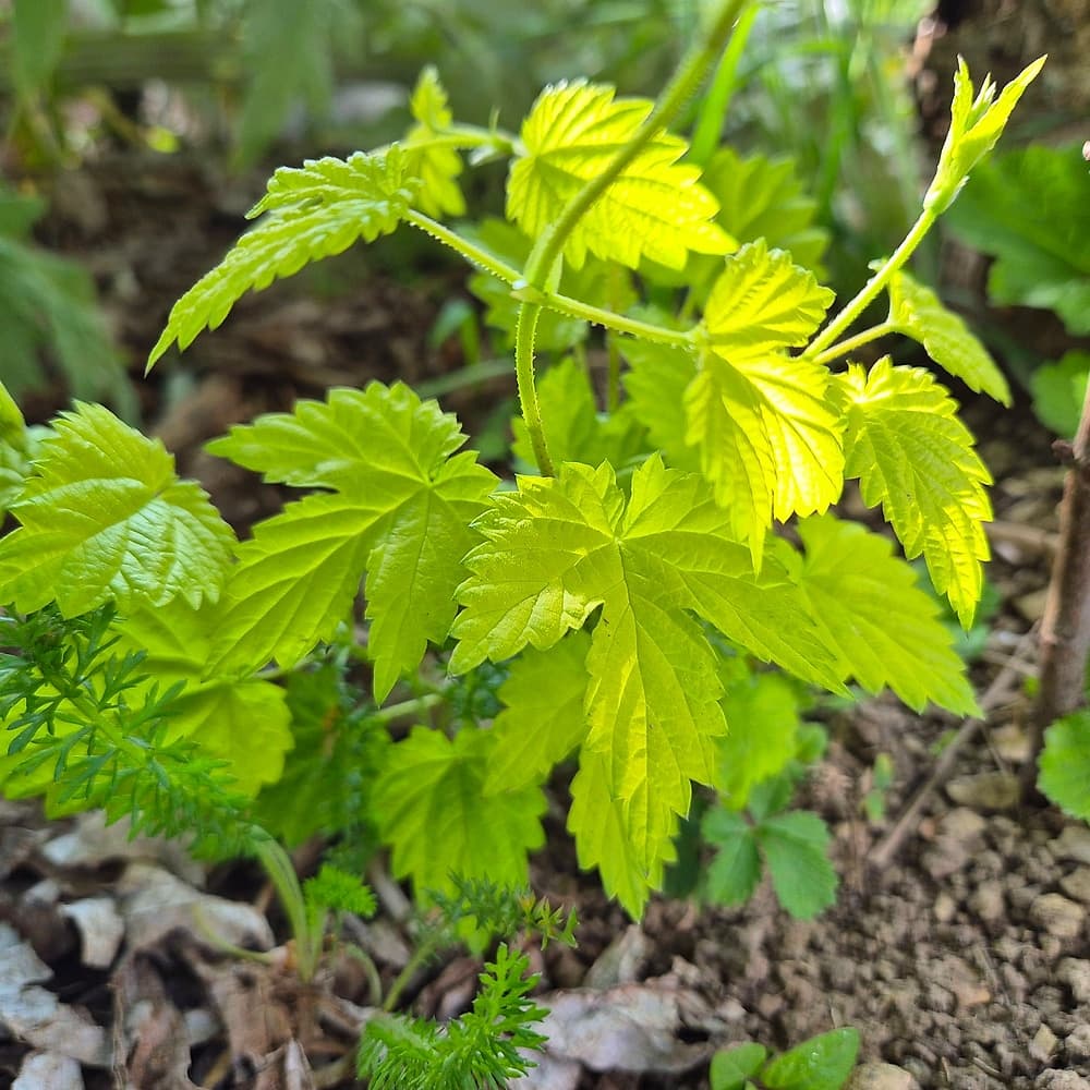 Houblon