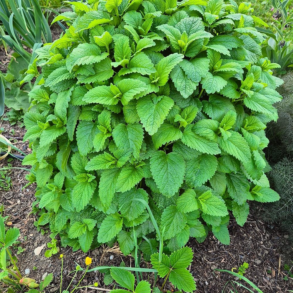 Mélisse officinale