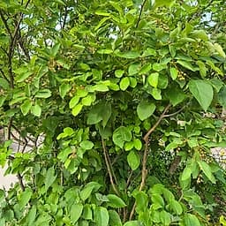 Clerodendron