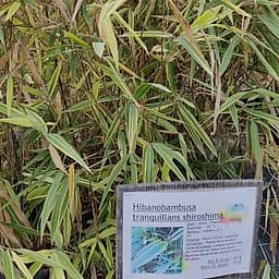 Hibanobambusa tranquillans shiroshima