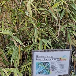 Hibanobambusa tranquillans shiroshima