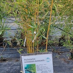 Phyllostachys aureosulaca aureocaulis