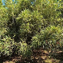 009 Phyllosasa Tranquillans Shiroshima