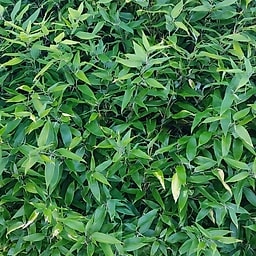 041 Shibatea Chiangshanensis