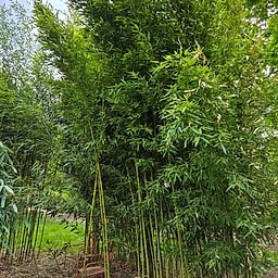 008 Sinobambusa Rubroligula