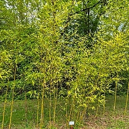 030 Phyllostachys Violescens