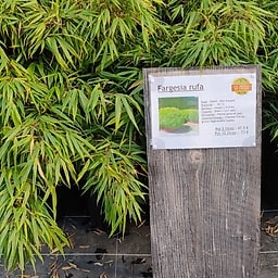 Fargesia rufa