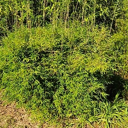 072 Fargesia Nitida Gansu