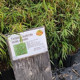 Fargesia scabrida asian wonder