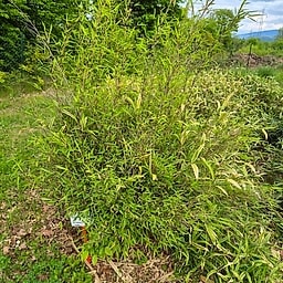 054 Fargesia Taibaishan 2