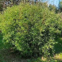 011 Fargesia Jiuzhaigu 9