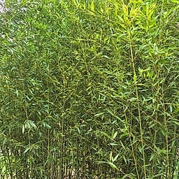 005 Phyllostachys Aurita