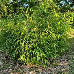 074 Bashania Fargesii