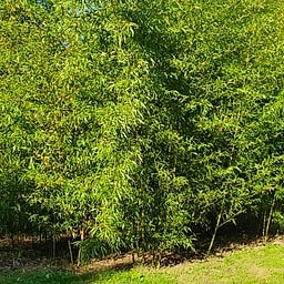 020 Phyllostachys Bambusoides Castillonis