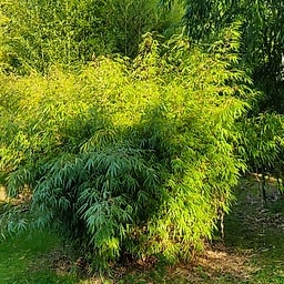 047 Fargesia Dracocephala