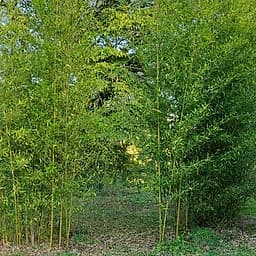 001 Phyllostachys Nigra Boryana