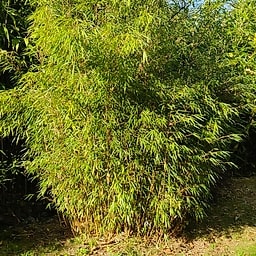 073 Fargesia Scabrida "Asian Wonder"