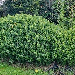 061 Shibatea Kumasaca