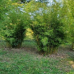 051 Thamnocalamus Robustus Campbell