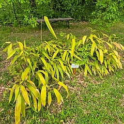 052 Arundinaria Ragamowski