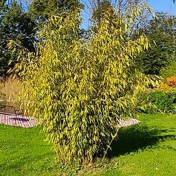 075 Fargesla Red Sheath