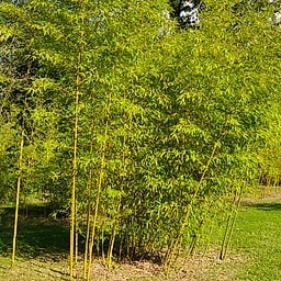 028 Phyllostachys Iridescens