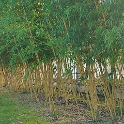 044 Phyllostachys Vivax Aureocaulis