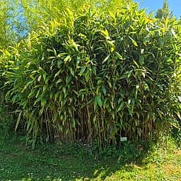014 Arundinaria Hopei