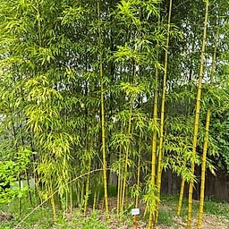 063 Phyllostachys Prominens