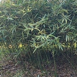 009 Phyllosasa Tranquillans Shiroshima