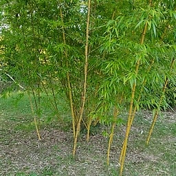 024 Phyllostachys Vivax Huangwenzhu Inversa