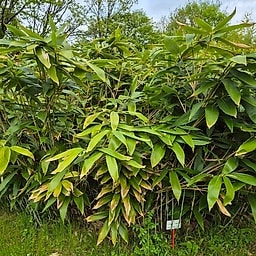 039 Yushania Linearis