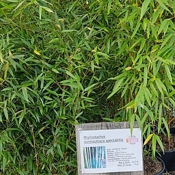 Phyllostachys aureosultaca spectabilis