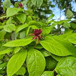 Arbre Pompadour