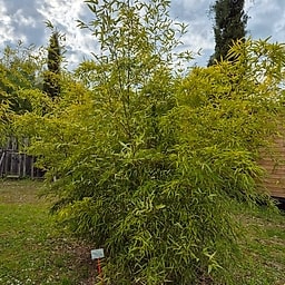 065 Phyllostachys Bambusoides Albovariegata