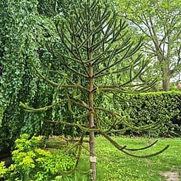 Desespoir du singe