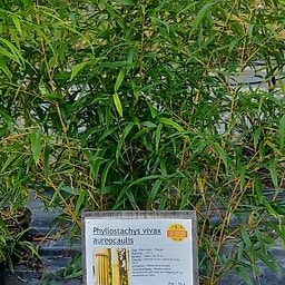 Phyllostachys vivax aureocaulis