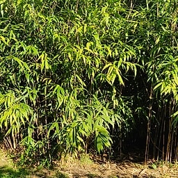 010 Pseudosasa Japonica