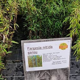 Fargesia nitida gansu