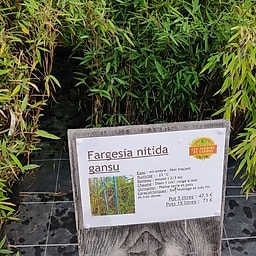 Fargesia nitida gansu