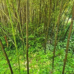 003 Phyllostachys Nigra
