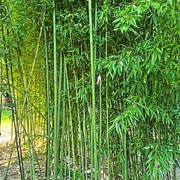 005 Phyllostachys Aurita
