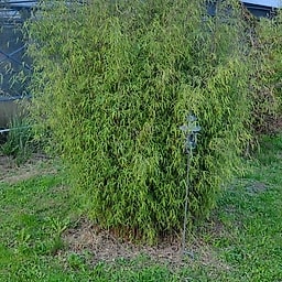 060 Fargesia Jiuzhaigu 1