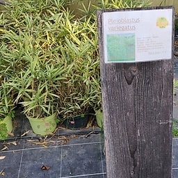 Pleioblastus variegatus