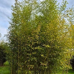 036 Phyllostachys Viridis "Robert Young"